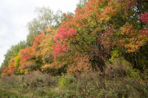 Sonbahar ormanın tüm palet