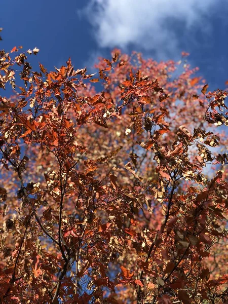 Masmavi gökyüzü arka plan üzerinde koyu kırmızı yaprakları