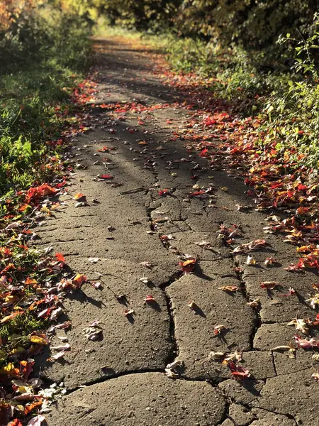 Güneşli bir günde park yola düşen yapraklar