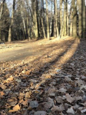 geç sonbaharda orman.