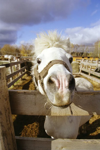Sahne başlangıçta yüksek tahıl filmde shot. Şirin bir eşek portresi