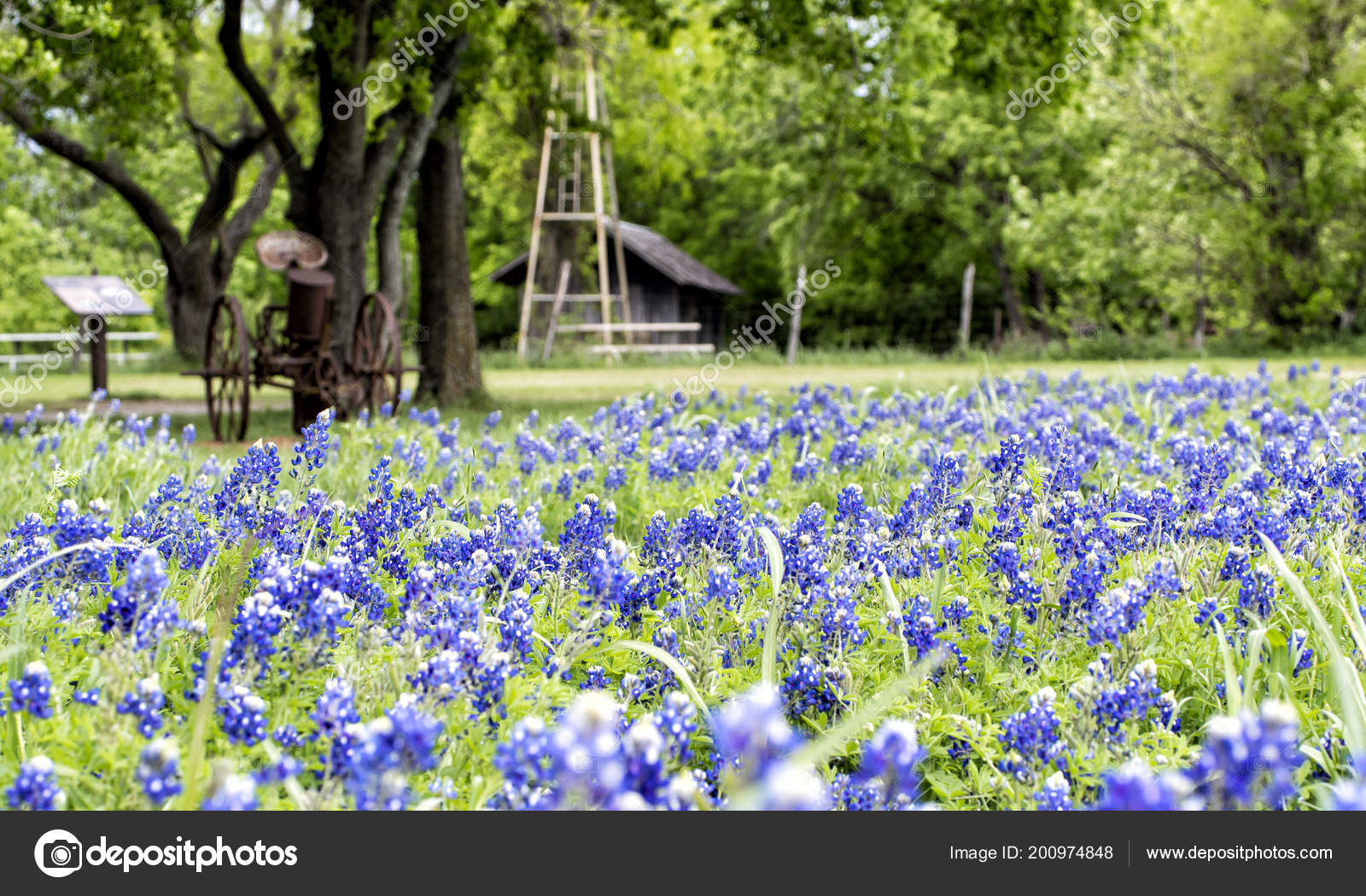 Blossom Texas State Park Stock Photo by ©leieng 200974848