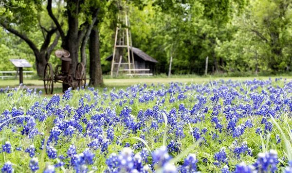 Bluebonnets çiçeği bir Texas State Parkı'nda