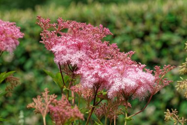 Bir İngiliz Kır Kulübesi bahçesinde yaz. Arılar vızıldayıp kuşlar şarkı söylüyor.--