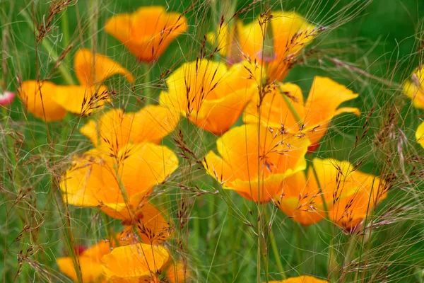 Kalifornischer Mohn. — Stockfoto