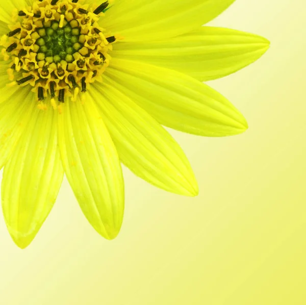 Yellow Daisy close up. — Stock Photo, Image