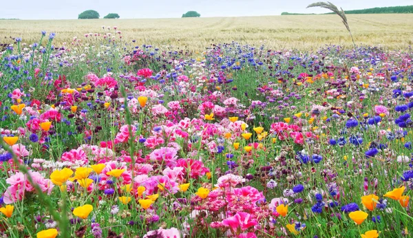 꽃 초원. — 스톡 사진