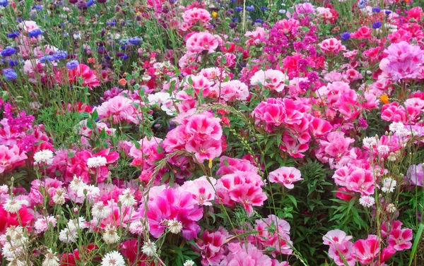 꽃 초원. — 스톡 사진