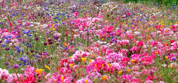 Blumenwiese. — Stockfoto
