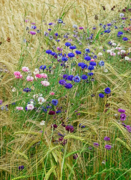 Blumenwiese. — Stockfoto