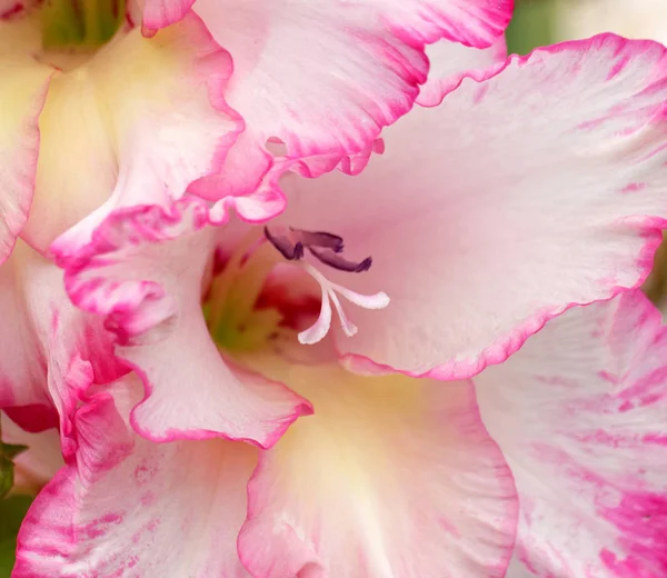 Gladiolus. — Stockfoto