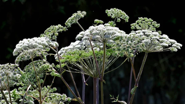 Umbrelliferae op. — Stockfoto