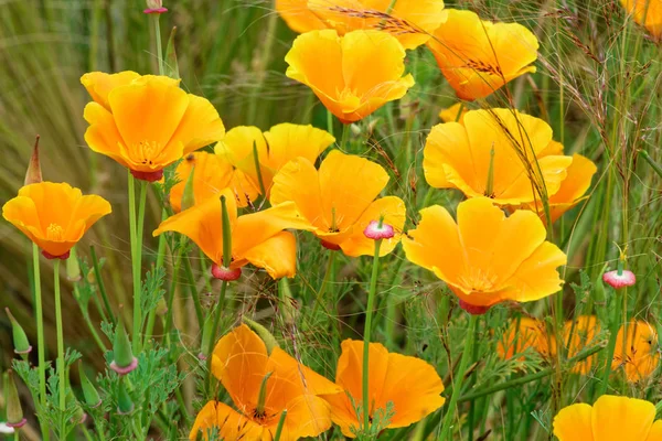 Coquelicots californiens . Images De Stock Libres De Droits