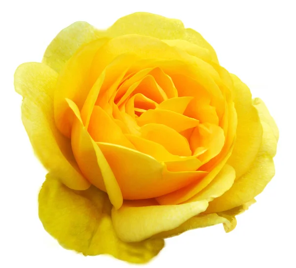 Rose jaune . Image En Vente