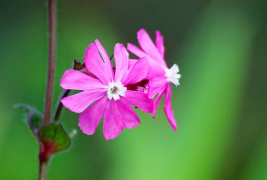 narin pembe çiçek.