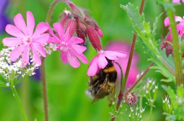 Pembe çiçekli arı.