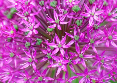 Allium.