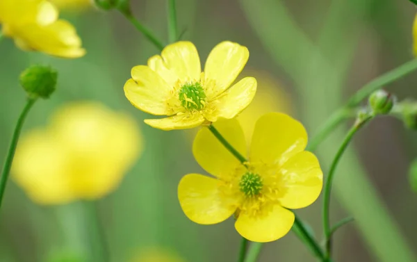 Butterblume. — Stockfoto