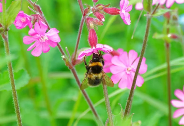 Бджола на рожевій квітці . — стокове фото