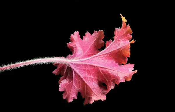 Heuchera. — Stock Photo, Image