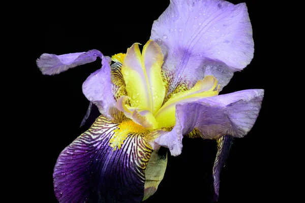 IRIS. — Photo