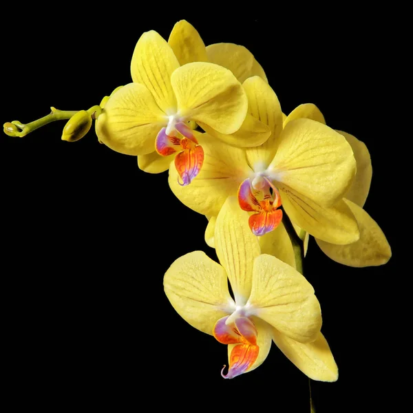 Žlutá orchidej. — Stock fotografie