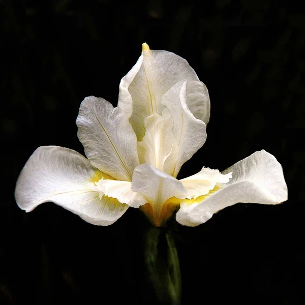 White Iris. — Stock Photo, Image