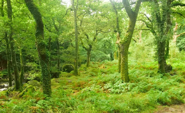Waldlandschaft. — Stockfoto