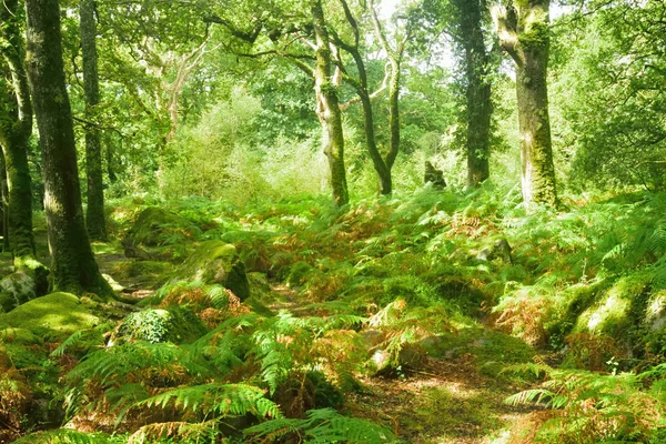 Waldlandschaft. — Stockfoto