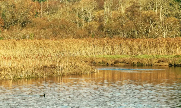 Río, cañas y color otoño . — Foto de Stock