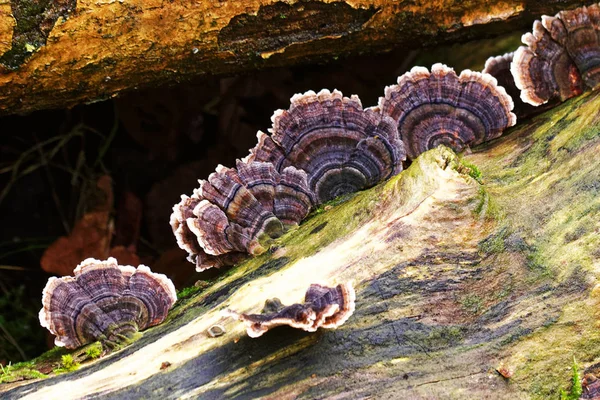 ログ上の菌. — ストック写真