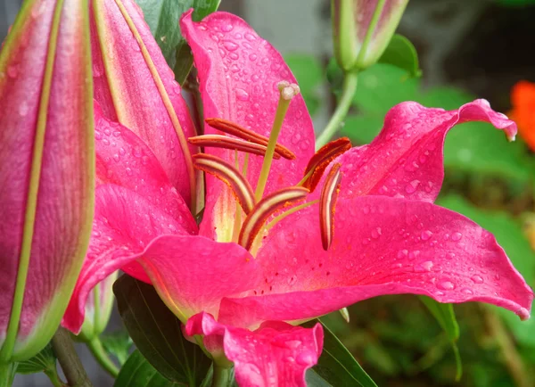 Pink Lily. — Stock Photo, Image