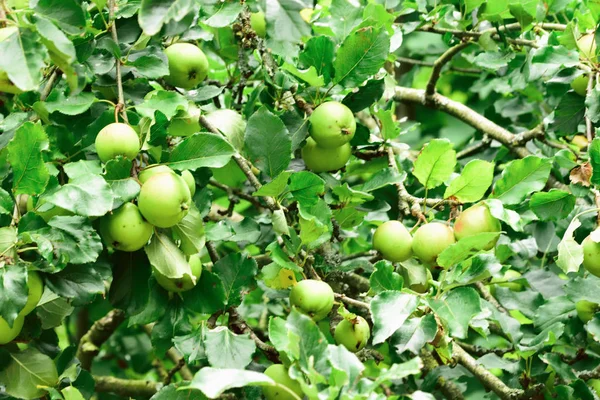 Τρόφιμα. — Φωτογραφία Αρχείου