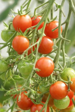 Sarmaşıkta domatesler..