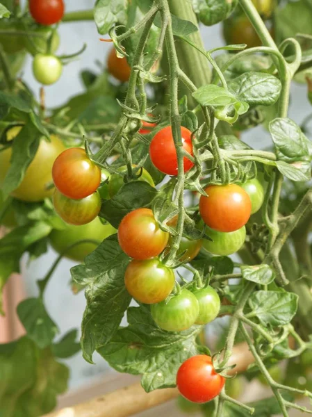 Tomatoes on the vine.. — Stock Photo, Image