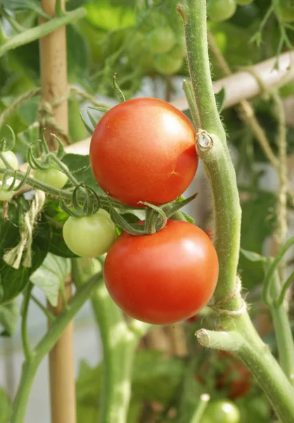 Tomatoes on the vine.. — Stock Photo, Image