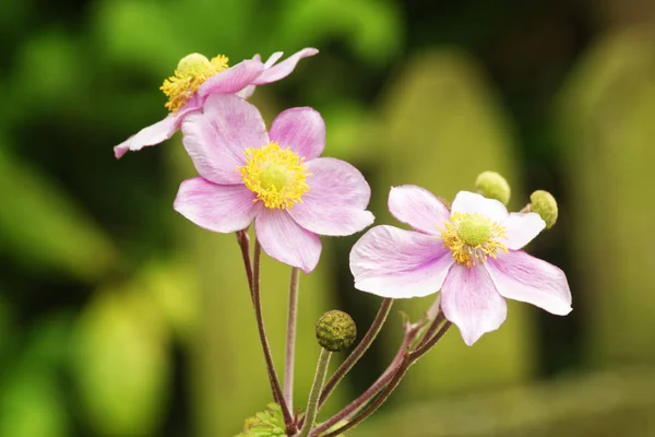 日本 anenome. — ストック写真