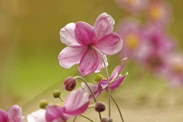 Beautiful Pink Proud Anemone — Stock Photo, Image
