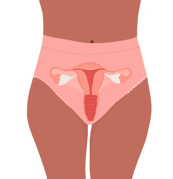 Ilustración Estilo Plano Dibujado Mano Del Sistema Reproductivo Femenino —  Fotos de Stock