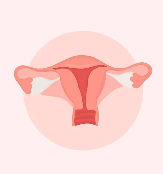 Hand Drawn Flat Style Illustration Female Reproductive System — Stock Photo, Image
