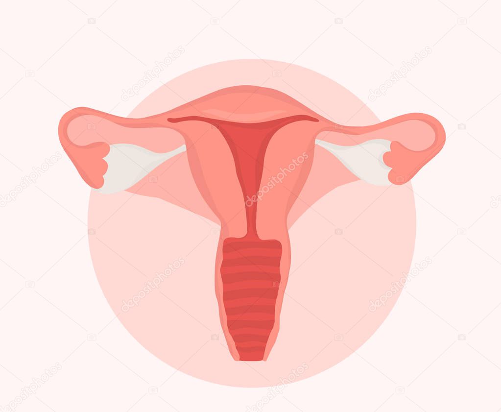 hand drawn flat style illustration of female reproductive system