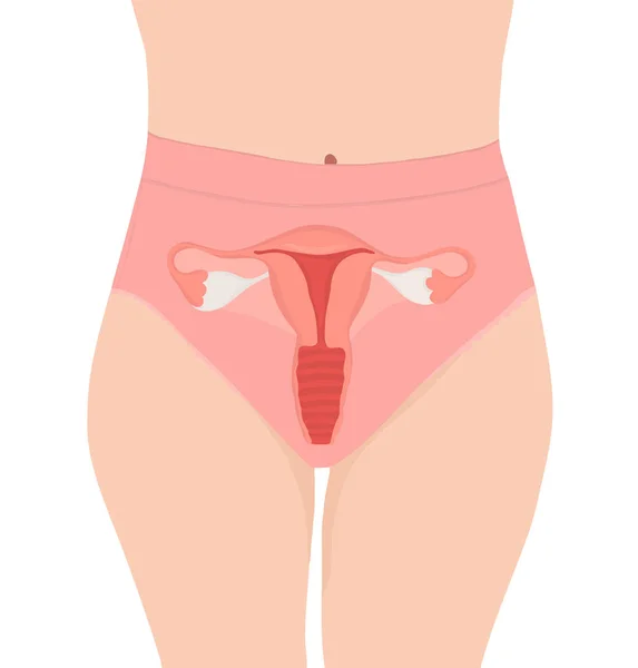 Векторная Иллюстрация Женской Репродуктивной Системы — стоковый вектор