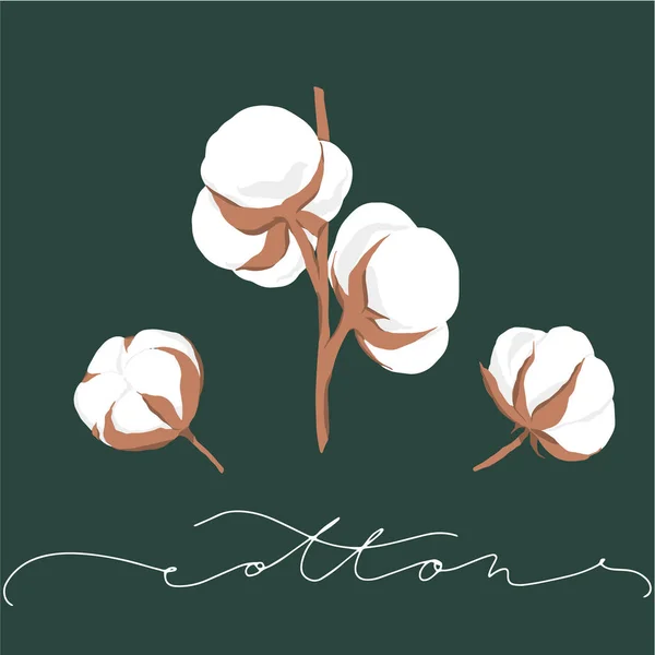 Illustration Vectorielle Fleurs Coton Dessinées Main Avec Texte Sur Fond — Image vectorielle