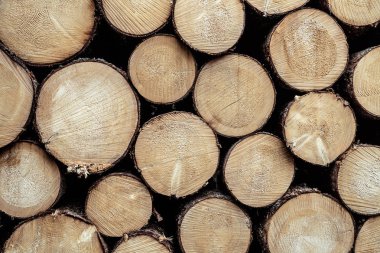 Günlük ahşap günlükleri arka plan, ladin ahşap ile doğal doku kes kes iğne yapraklı ağaçlar arka plan