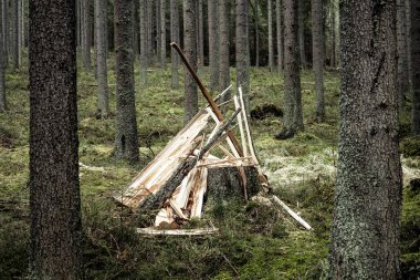 Ladin orman, orman tarafından rüzgar arka plan, kırık orman sembol ağacında yok ağacında imha