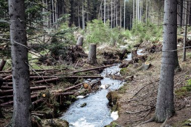 Ladin ormandaki orman rüzgar arka plan, orman yakaladı ağaçları ile iğne yapraklı ağaçlar tarafından yok nehir tarafından kırılmış ağaçlar