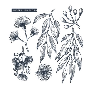 Download Australian Flowers Free Vector Eps Cdr Ai Svg Vector Illustration Graphic Art