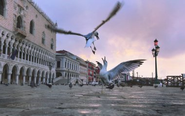 Piazza San Marco sabah kanal açısından. Venedik, İtalya