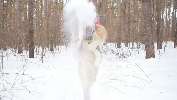 Jonge tevreden glimlach vrouw gooit sneeuw — Stockvideo