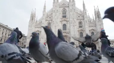 Avrupa'nın eski meydanında güvercinler